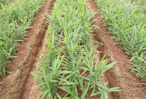 什么时间种生姜到什么时间收 dfc5fa0dec184701b56269364af59804.jpeg