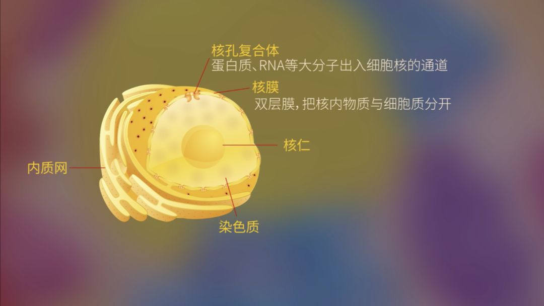 生物大师高中细胞核的结构人体的大脑