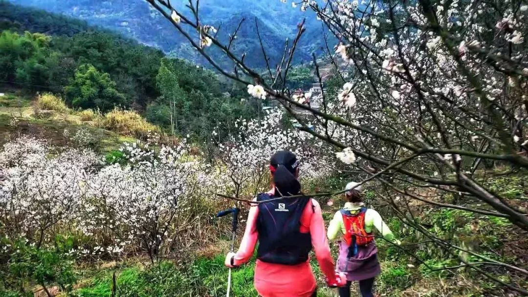 早春二月,樱桃花海跑——巴渝十二峰 | 凯乐石跑山训练赛2月云雾山