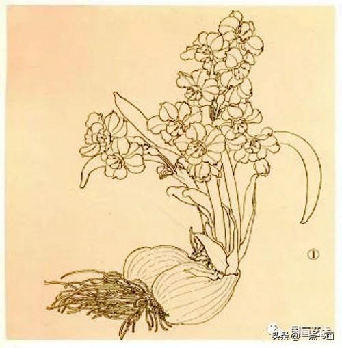 分享几组工笔水仙花的画法