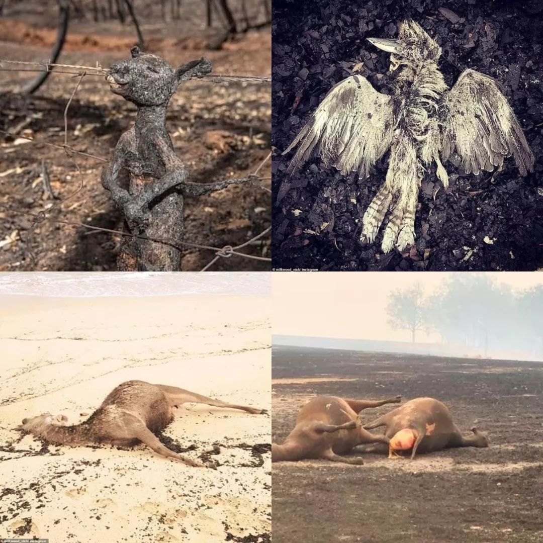 2020年第一场浩劫!5亿动物惨死,1000人弃城而逃,惨不忍睹!
