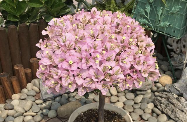 精品三角梅 盆景 fd93edd4ae5e49e89166338977b9ac9c.jpeg