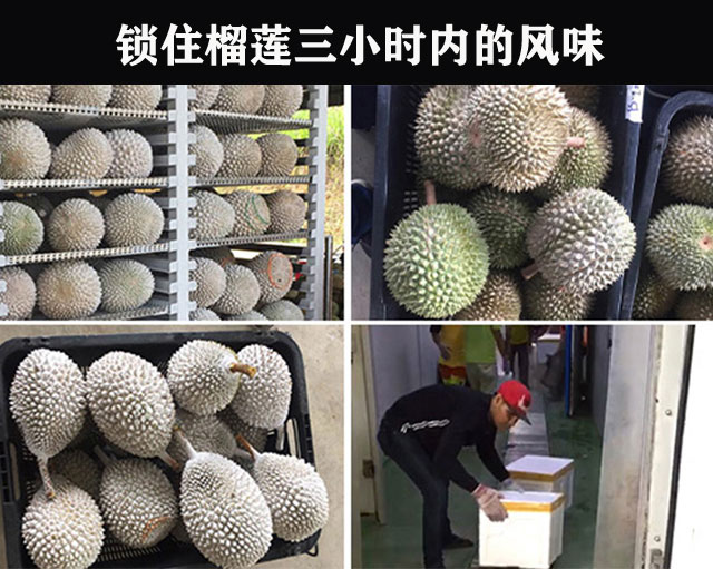榴莲怎么解冻不化水 0393f10d1fc94afba89c92fb9ef18c2e.jpeg