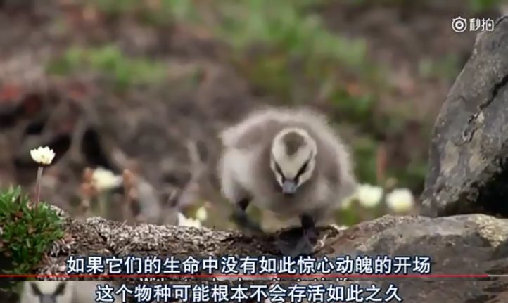 飞翔的翅膀儿童版 04602af0d8114c3f956fd36cfbb7ee38.jpeg