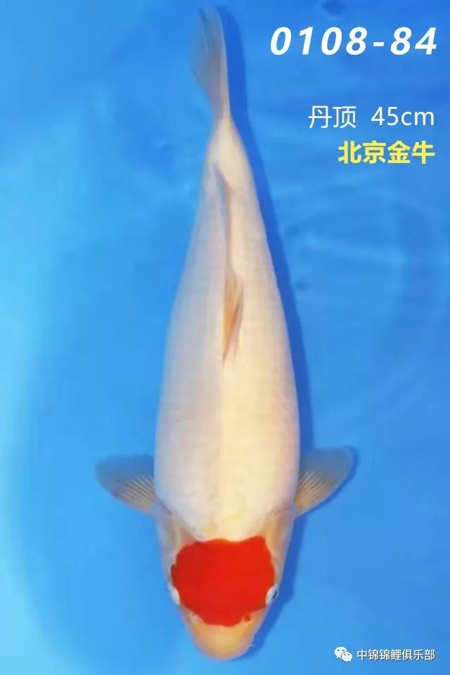 05b1e33c8c6f4b9ba8507305d16b735d.jpeg