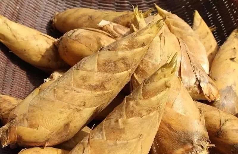 笋是怎么长大的 09377549e62444b7a2fa504695171af0.jpeg