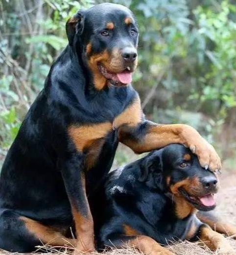 罗威纳排名_罗威纳幼犬(2)