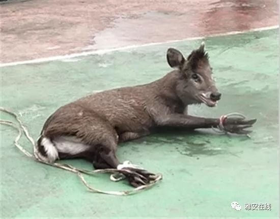 麂子也要去天立上学雅安这个学校跑来一只国家保护动物