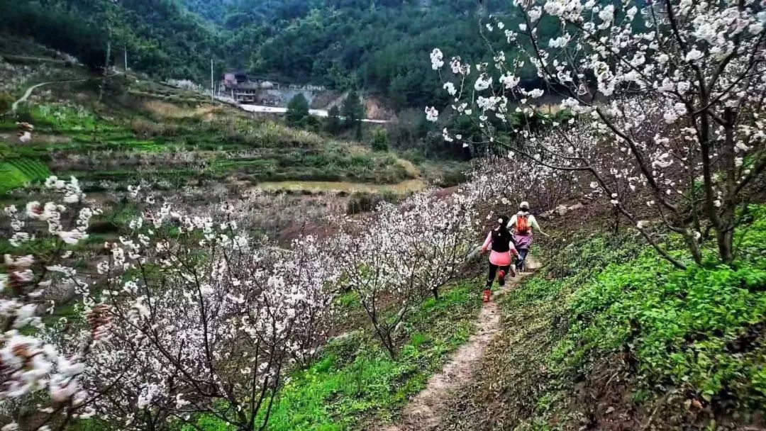 巴渝十二峰丨凯乐石跑山训练赛2月云雾山樱桃谷越野