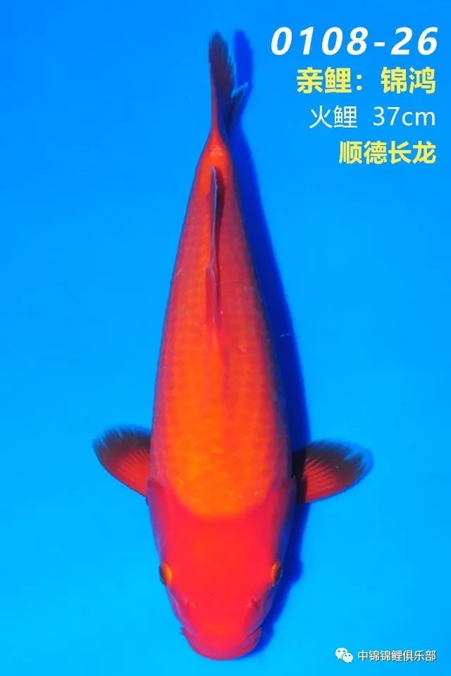 鱼儿视频大全集 26680a88f3af4069b6a275ccb9f09101.jpeg