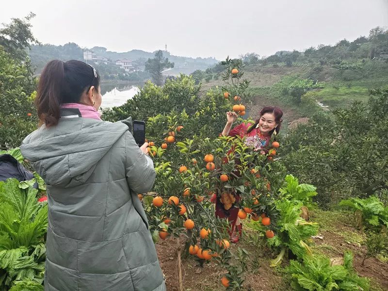 血橙采摘开启甜蜜幸福的新年