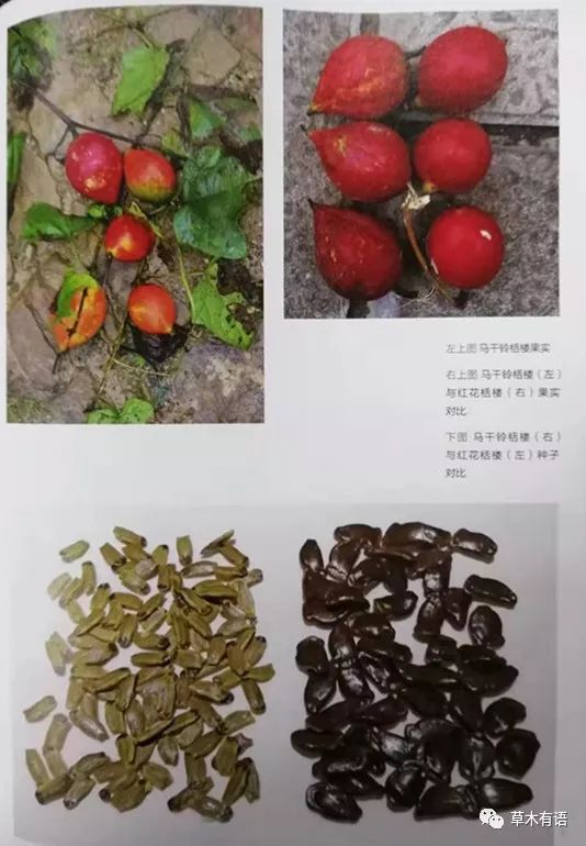 马干铃栝楼和红花栝楼比较五是注重本土植物的研究.