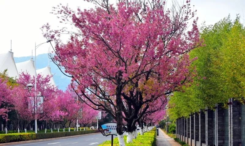 绚丽多姿的冬樱花大道冬樱花即将进入盛花期图片来源:铜钟春城昆明