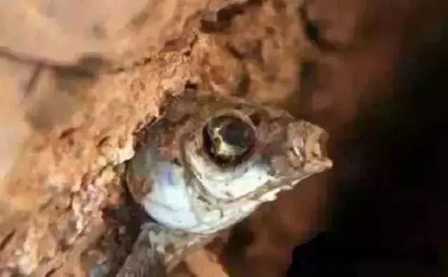 鱼多少度会被烫死 3d9ab5476fb2420ca2203c11a5fd2025.jpeg