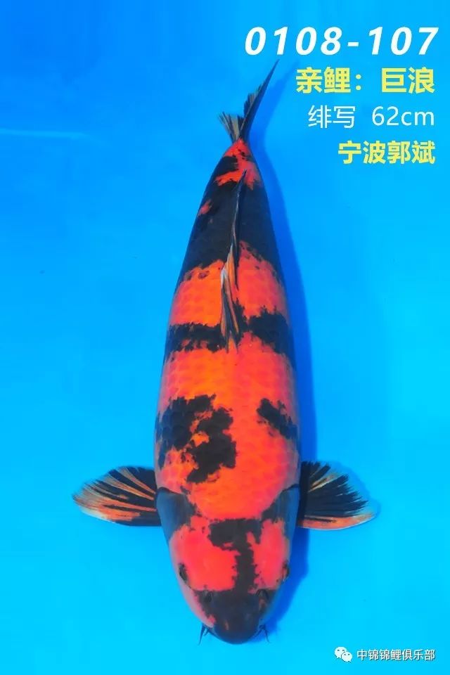 鱼儿视频大全集 454064a7930343e3bfb2bbe1826d62f3.jpeg