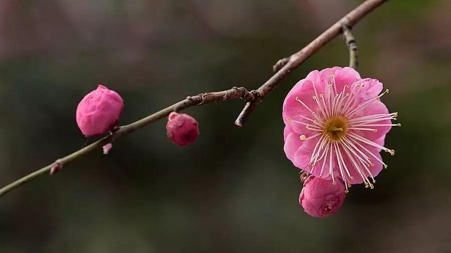 小寒 花信 小寒三候对应的花信分别是:一候梅花,二候山茶,三候水仙