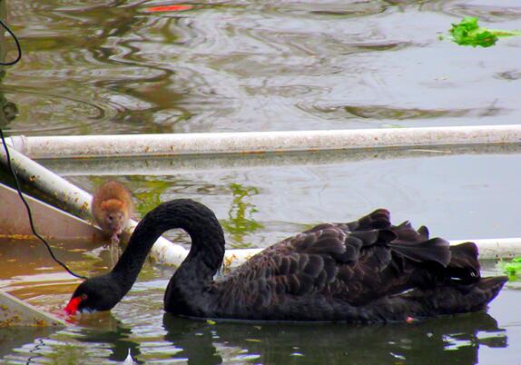 什么是黑色大老鼠 4b36e0ef84734eb2a58d67ed736071ec.jpeg