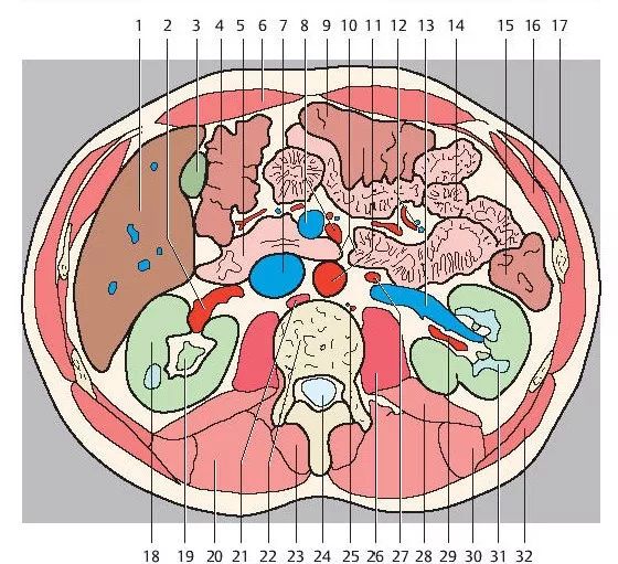 超精细丨腹部断层解剖_结肠