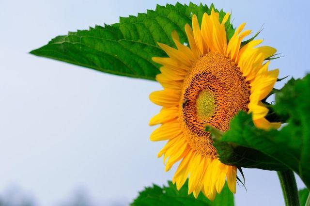 柳枝和一朵桃花猜成语_春天桃花柳枝图画