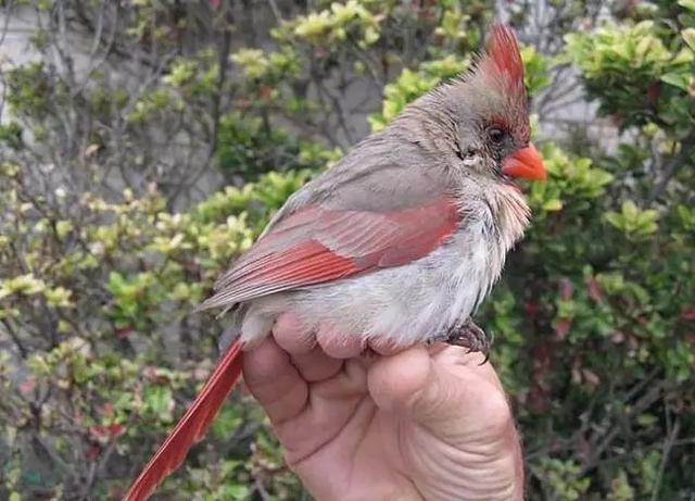 罕见小鸟雌雄同体,羽毛一半红一半灰,看起来超仙气