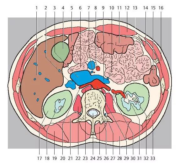 超精细丨腹部断层解剖