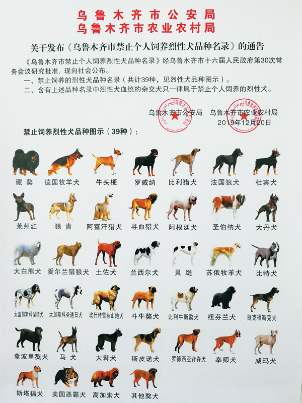乌鲁木齐禁止个人饲养39种烈性犬包括大白熊犬牛头梗德国牧羊犬苏俄
