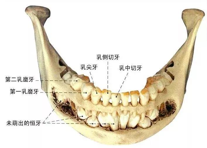 人类一生只换一次牙合理吗