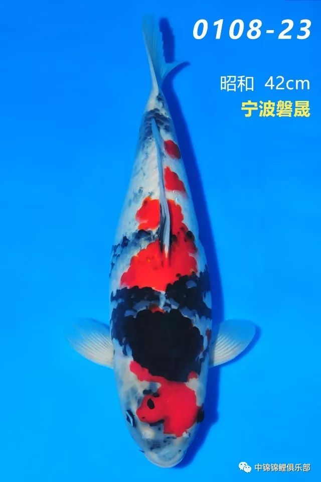 798fb413743b4c76adb7e7b9590d817c.jpeg