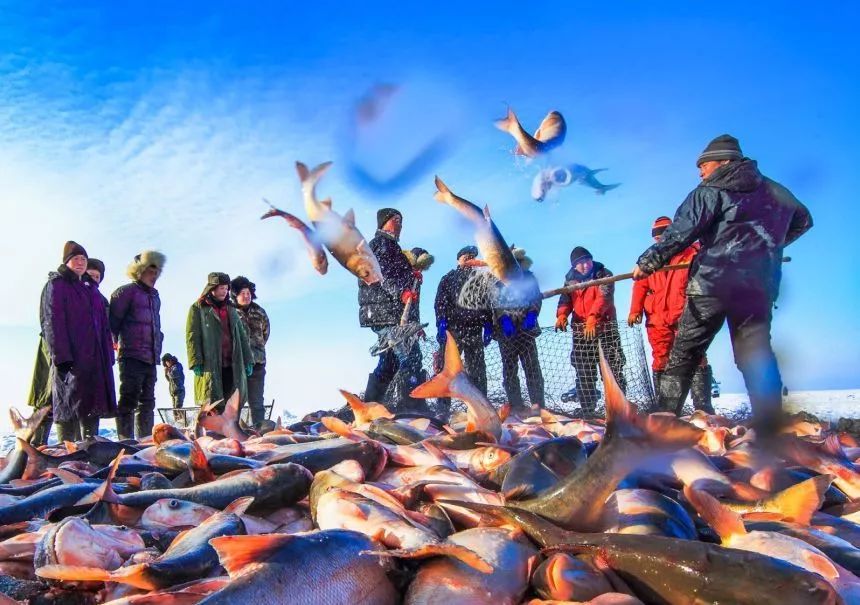 冬捕季开始啦!今年的头鱼多少钱?