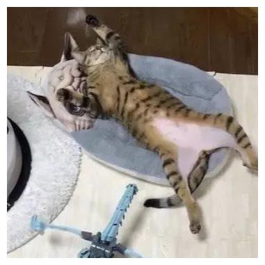 82fb657f521547d08eb232dff4c1564b.jpeg