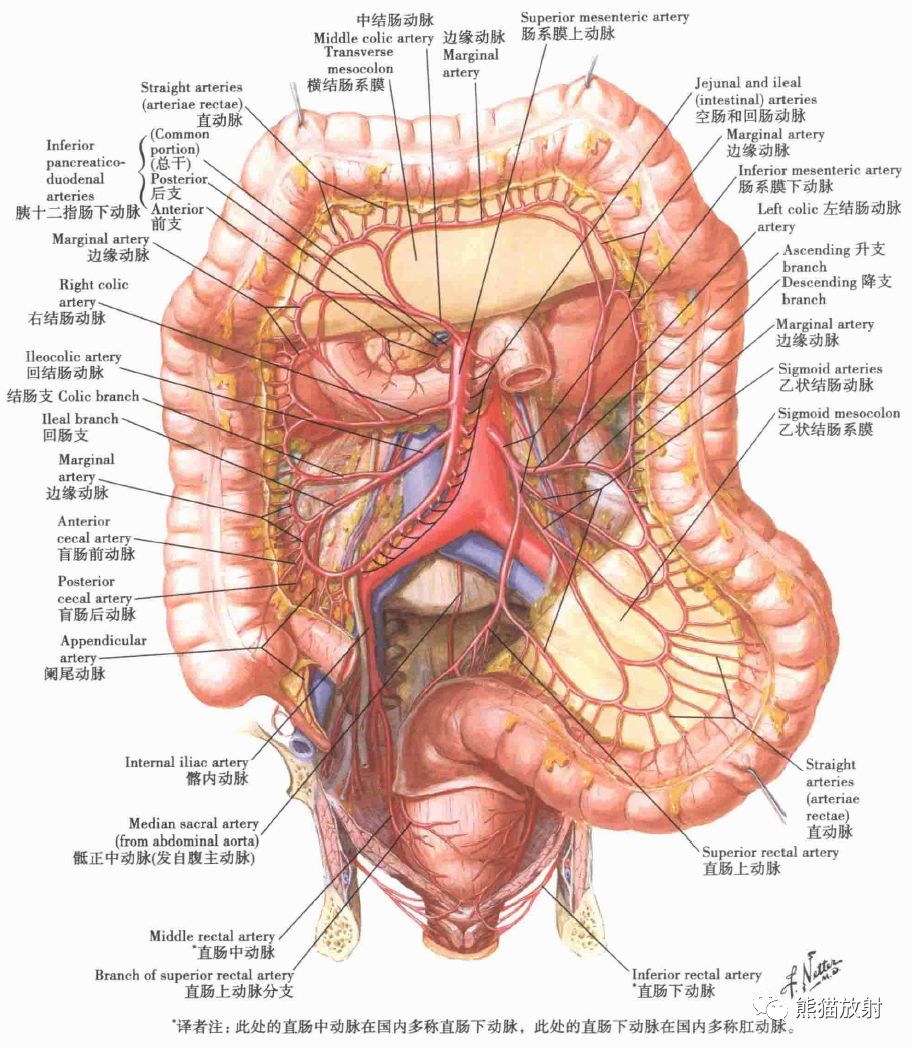 大肠的动脉小肠的动脉胃的淋巴管和淋巴结胃的动脉大肠的黏膜和肌层