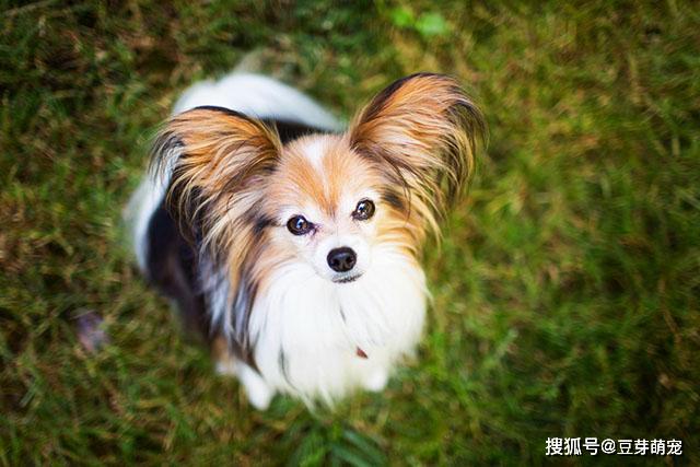 最聪明的五种小型犬,排行第一无可争论,仅次于边境牧羊犬