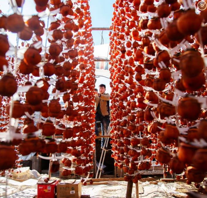 怎样晒柿子饼全过程图片 94c850c89ba24b82880c7e7e2a29569c.jpeg