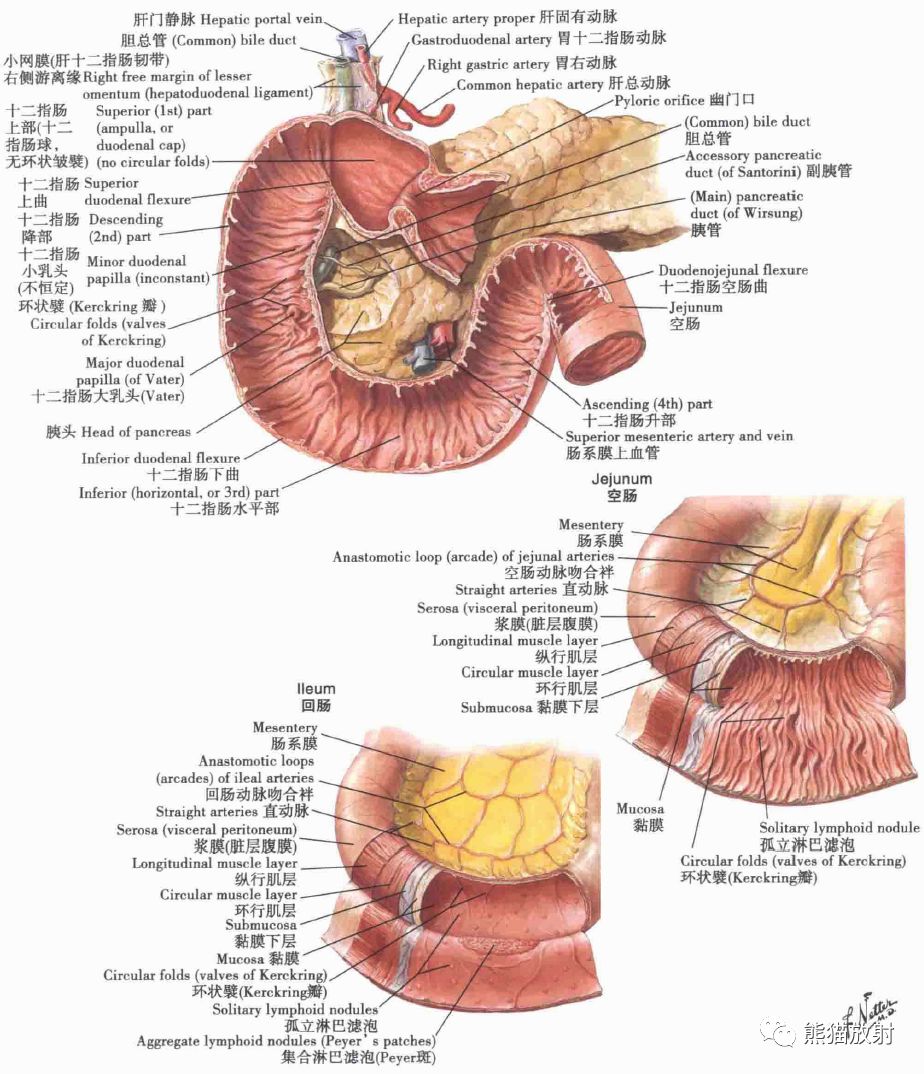 解剖丨胃肠道黏膜和肌层动脉淋巴
