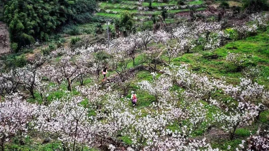 巴渝十二峰丨凯乐石跑山训练赛2月云雾山樱桃谷越野 | 早鸟报名中