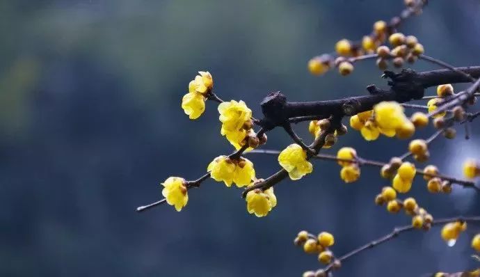 最好看的五种梅花 b378e7d6ec3344b8af2143340374b456.jpeg