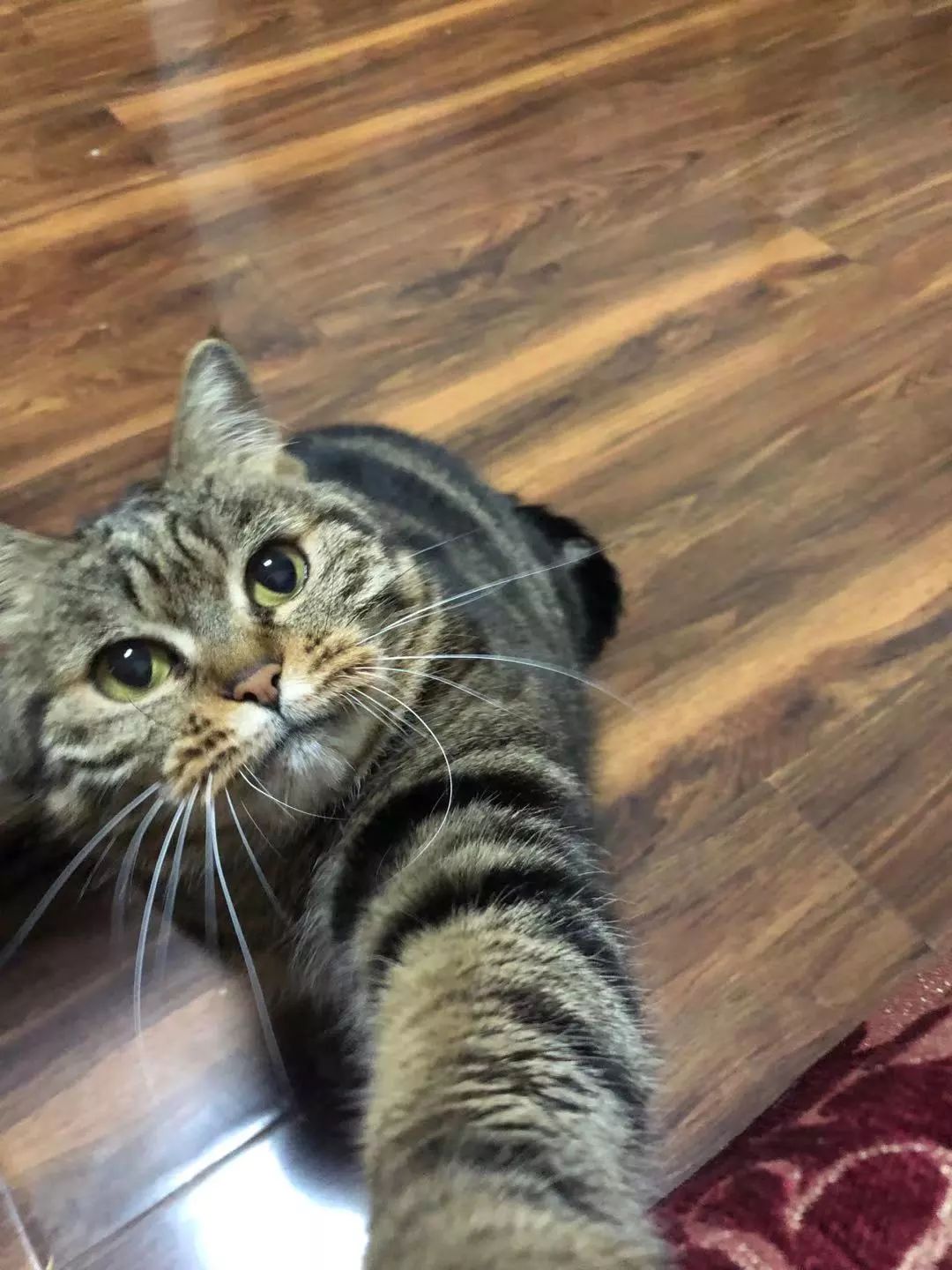 求生欲满满的猫 b4e24175758044d883d48d334f9dde43.jpeg