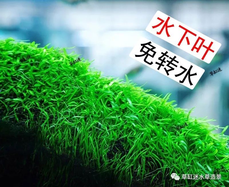 如何选择水草和水草泥 c396d662a8dd4b9a924f2a89d32d82f4.jpeg
