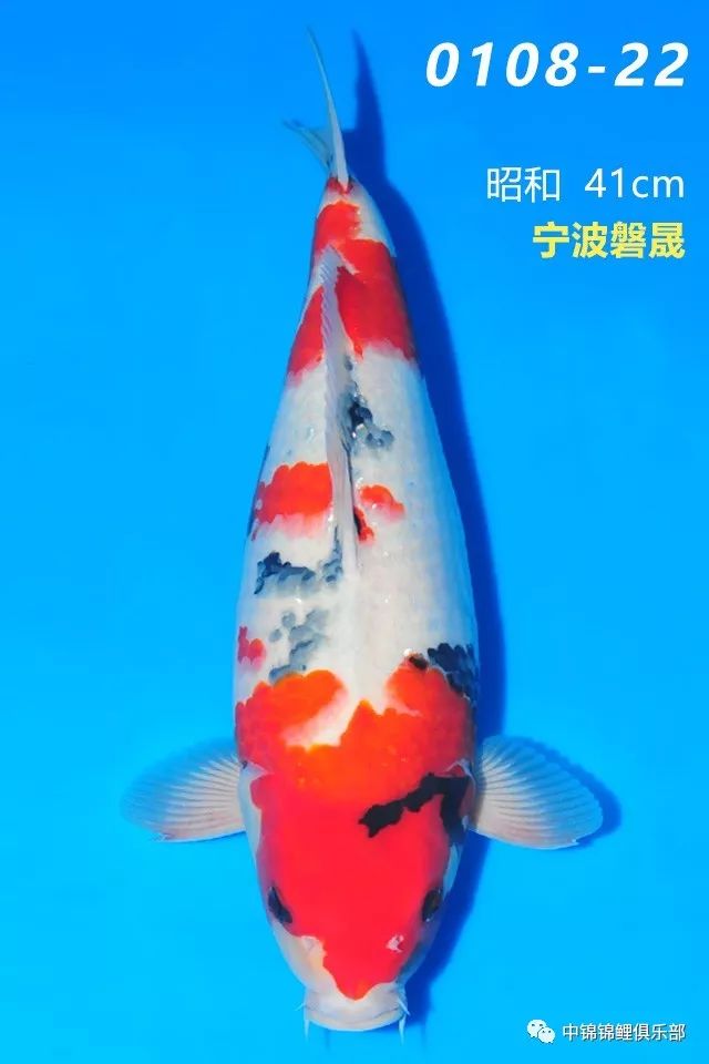 e3b68dace0354650a3aba5ba7e011b92.jpeg