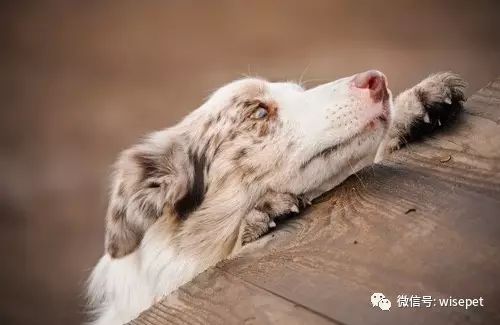 # wild african dogs as pets: The Allure of Adopting a Unique Companion