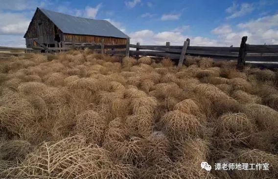 【考向预测】从风滚草看高考地理如何考察风与草关系