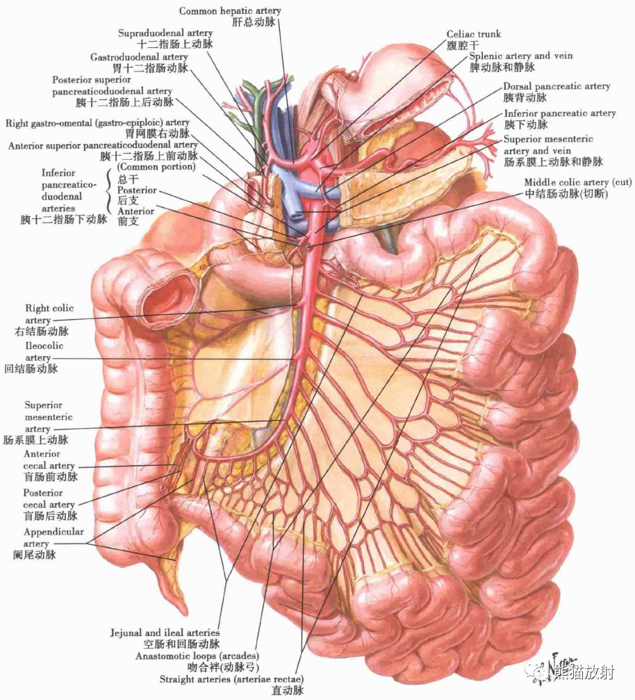 解剖丨胃肠道黏膜和肌层动脉淋巴