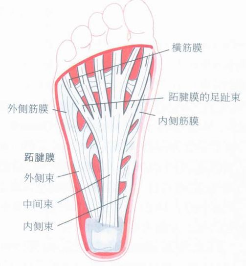 典型的有跖腱膜症状的前驱表现,在推进或是转身过程中出现弹响或是"