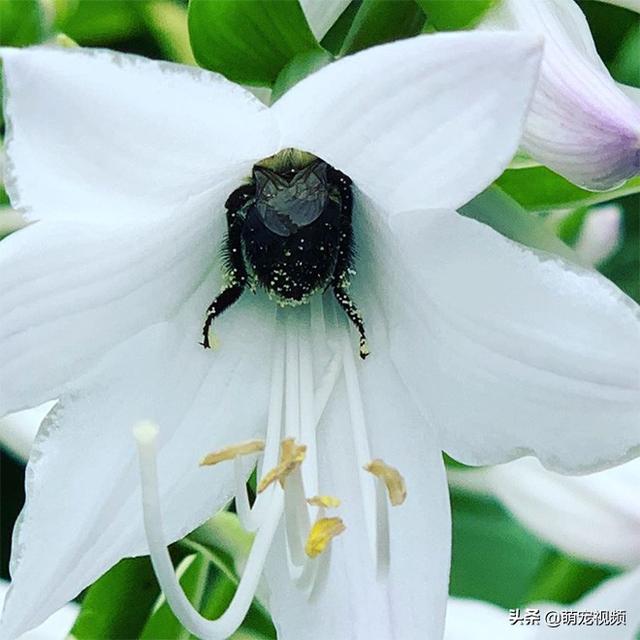 勤劳的小蜜蜂们撅着屁股去花朵里采集蜜