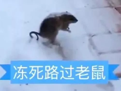 南北方的冬天过街的老鼠成功逗笑了我网友真的惨