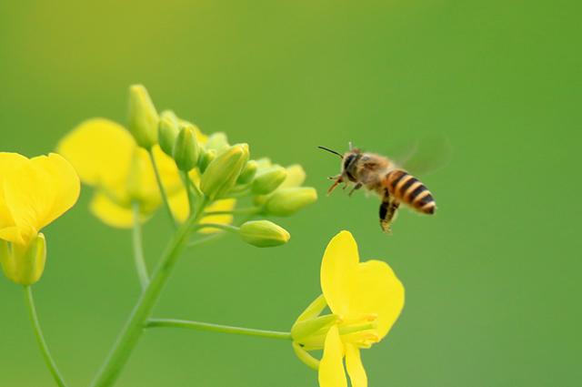 1月6日,蜜蜂在广西柳州市融安县大良镇新和村油菜花丛中飞舞