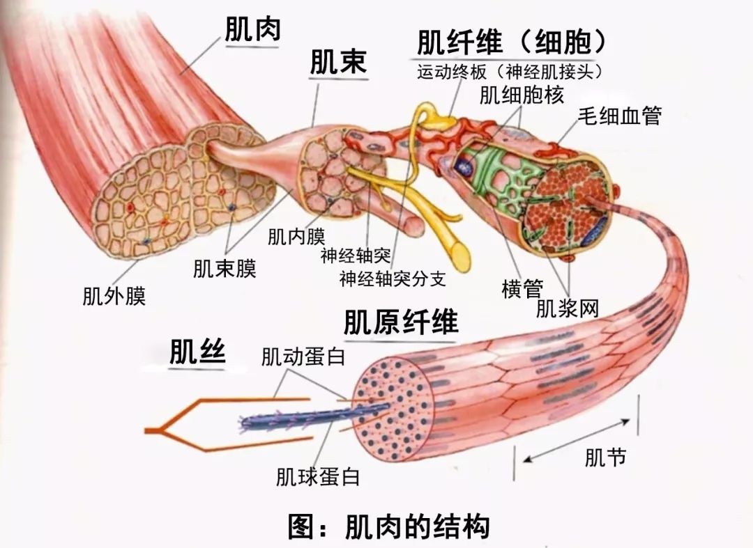 肌肉→肌束→肌纤维(肌细胞)→肌原纤维→肌节(肌动蛋白,肌球蛋白).