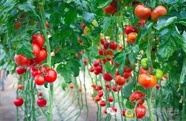 坚果是高磷还是高钾 fedb835fffb24ee8b9826238dba064f6.jpeg