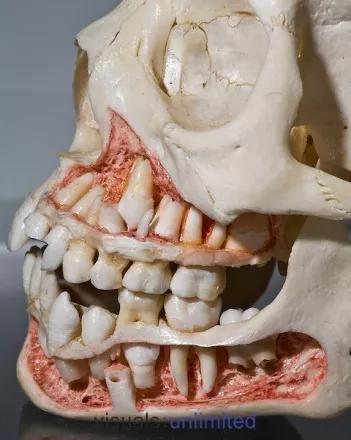 随着我们的整副恒牙在头骨中成形,能分化为成釉质细胞和成牙本质细胞