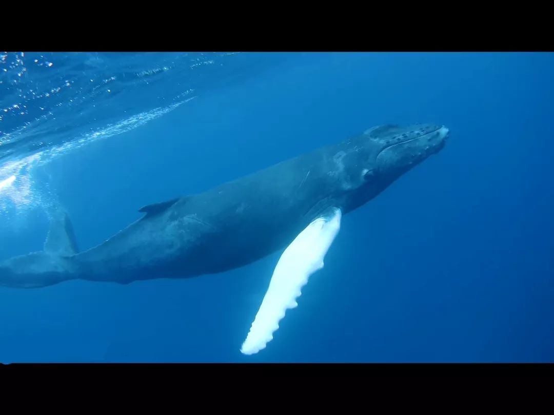 见过北大西洋的长须鲸(finback whale)母子,和北太平洋成群结队的虎鲸